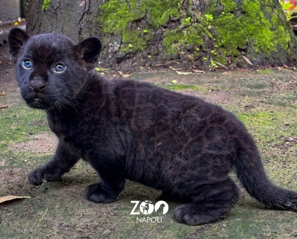 Foto di Zoo Napoli